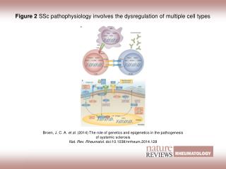 Figure 2 SSc pathophysiology involves the dysregulation of multiple cell types