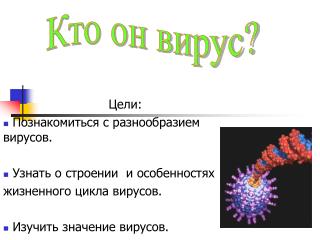 Цели: Познакомиться с разнообразием вирусов. Узнать о строении и особенностях