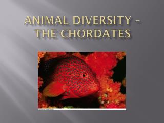 Animal diversity – the chordates