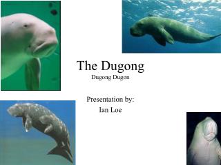The Dugong Dugong Dugon