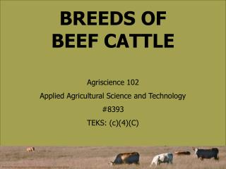 BREEDS OF BEEF CATTLE