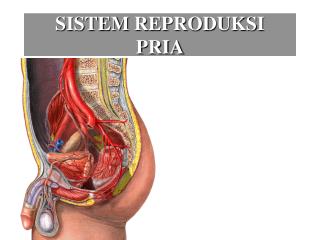 SISTEM REPRODUKSI PRIA