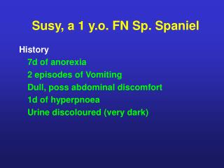 Susy, a 1 y.o. FN Sp. Spaniel