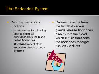 The Endocrine System