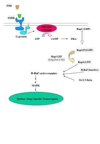 Adenylyl Cyclase