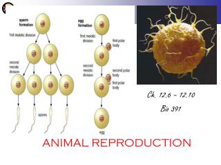 ANIMAL REPRODUCTION