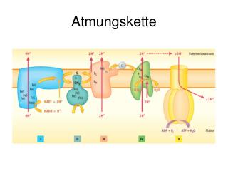 Atmungskette