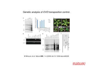 M Mirouze et al. Nature 000 , 1 - 4 (2009) doi:10.1038/nature08 328
