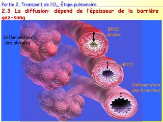 Partie 2: Transport de l’O 2 , Étape pulmonaire