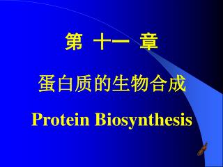 蛋白质 的生物合成 Protein Biosynthesis