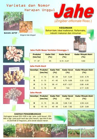 BAHAN AKTIF : Gingerol dan shogaol