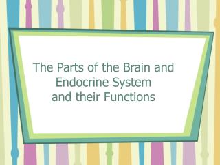 The Parts of the Brain and Endocrine System and their Functions