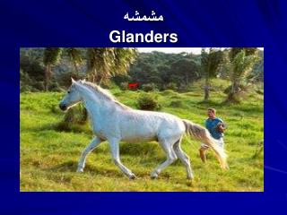 مشمشه Glanders