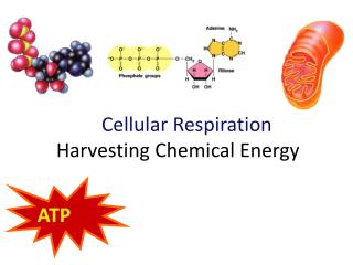 Cellular Respiration Harvesting Chemical Energy