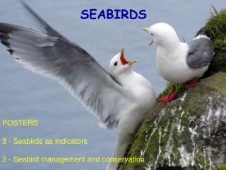 SEABIRDS