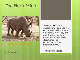 The Black Rhino
