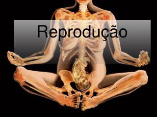 Reprodução