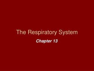 The Respiratory System