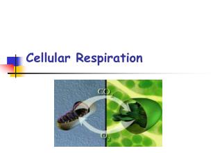 Cellular Respiration