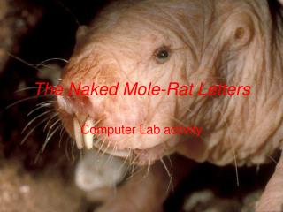 The Naked Mole-Rat Letters