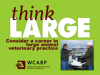 Consider a career in large animal veterinary practice