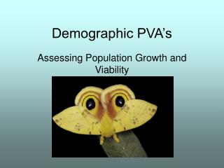 Demographic PVA’s