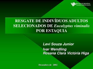 RESGATE DE INDIVÍDUOS ADULTOS SELECIONADOS DE Eucalyptus viminalis POR ESTAQUIA