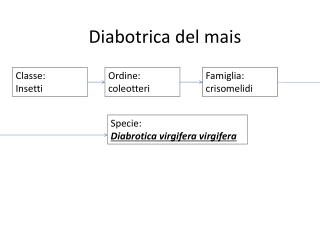 Classe: Insetti