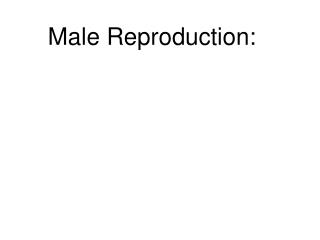 Male Reproduction: