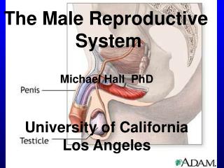 The Male Reproductive System