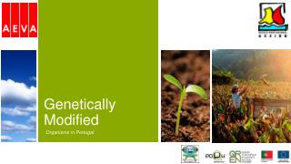 Genetically Modified