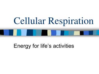 Cellular Respiration