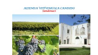AZIENDA VITIVINICOLA CANDIDO Sandonaci