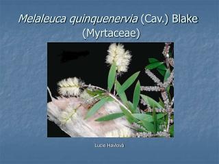 Melaleuca quinquenervia (Cav.) Blake  (Myrtaceae)