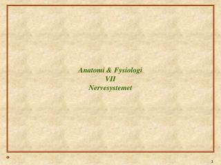 Anatomi &amp; Fysiologi VII Nervesystemet