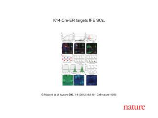 G Mascré et al. Nature 000 , 1-6 (2012) doi:10.1038/nature11393