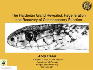 The Harderian Gland Revealed: Regeneration and Recovery of Chemosensory Function