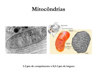 Mitocôndrias