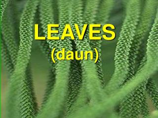 LEAVES ( daun )