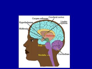 departments.weber/chfam/2570/Neurology.html