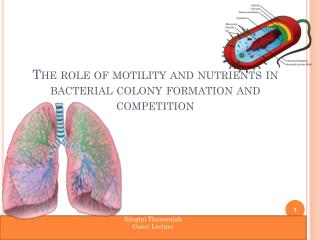 The role of motility and nutrients in bacterial colony formation and competition