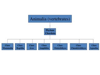 Animalia (vertebrates)