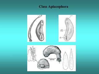 Class Aplacophora