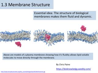 1.3 Membrane Structure