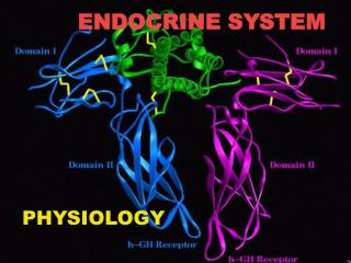 ENDOCRINE SYSTEM