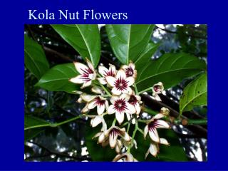 Kola Nut Flowers