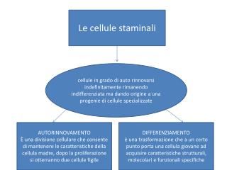 Le cellule staminali