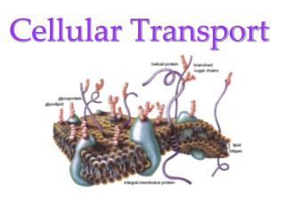 Cellular Transport