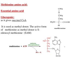 Methionine amino acid: Essential amino acid Glucogenic: as it gives succinyl CoA