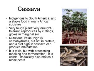 Cassava